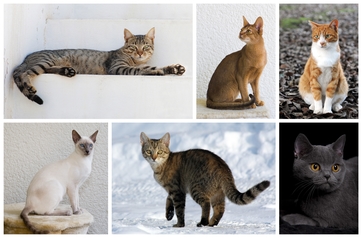 wikimedia cat image